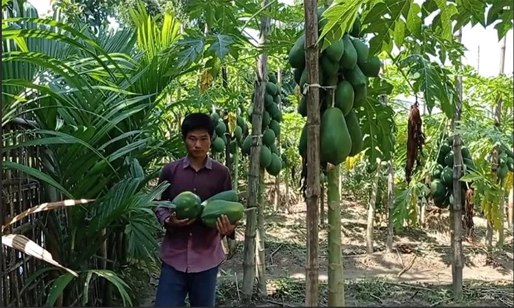 পেঁপে চাষে সফল রেম্রাচাই মারমা, তার অনুপ্রেরণায় বদলে গেছে খাগড়াছড়ির দূরছড়ি গ্রাম 