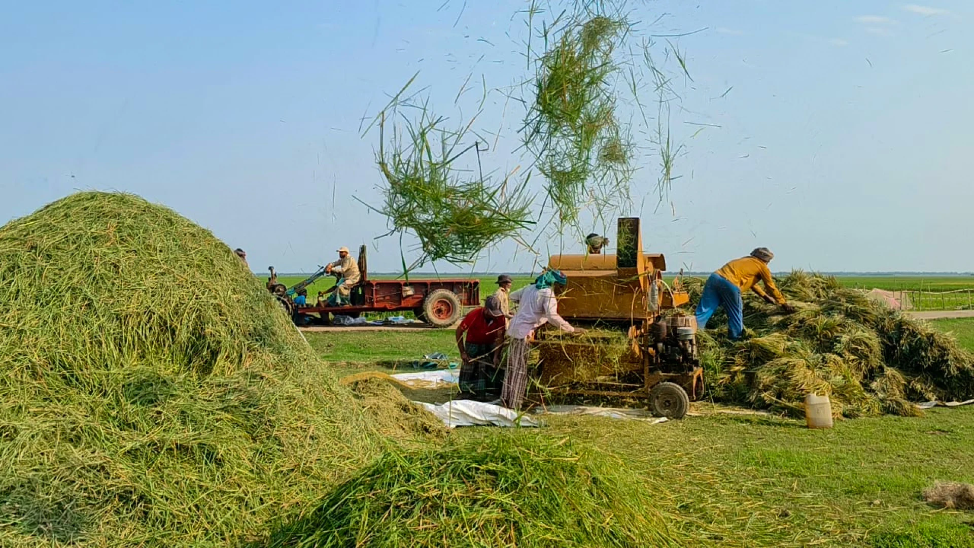সুনামগঞ্জে আগাম জাতের বোরো ধান কাটার ধুম