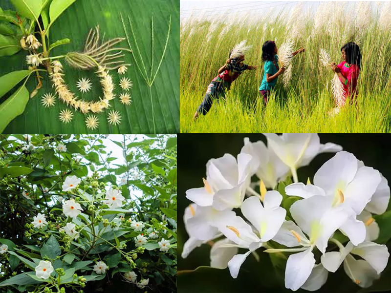 শরৎকালে যেসব ফুল ফোটে