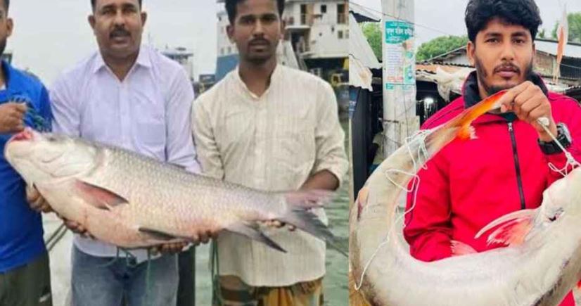 পদ্মার কাতলা ও পাঙাশ ৫৯ হাজার টাকায় বিক্রি 