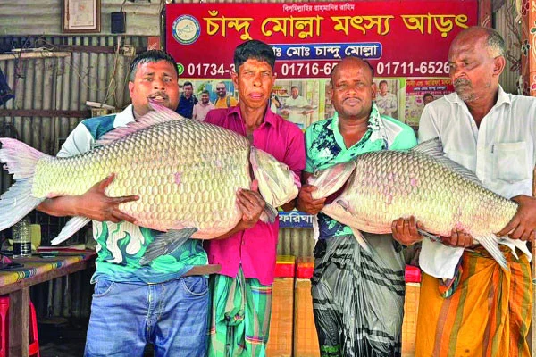 পদ্মার দুই মাছের দাম ৮৬ হাজার টাকা