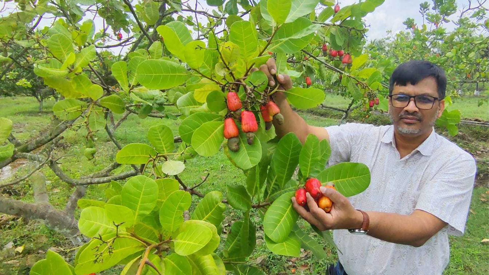 হাড়ি কৃষি গবেষণায় কাজু বাদাম চাষ, বাণিজ্যের নতুন দিগন্ত