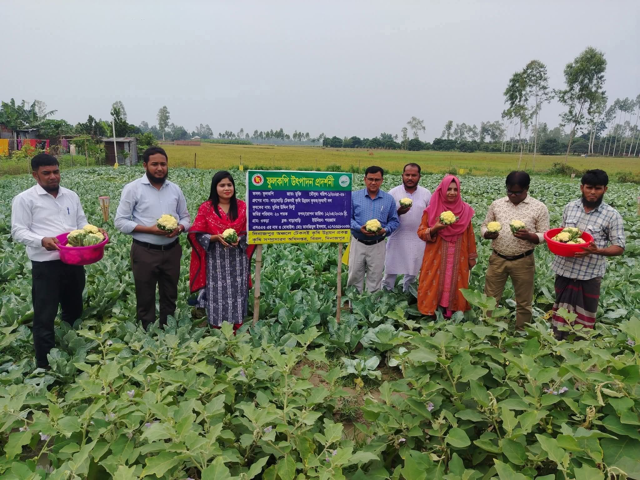 দিনাজপুরে আধুনিক কৃষি পদ্ধতি ব্যবহারে গ্রীষ্মকালীন ফুলকপি চাষে সফল কৃষক