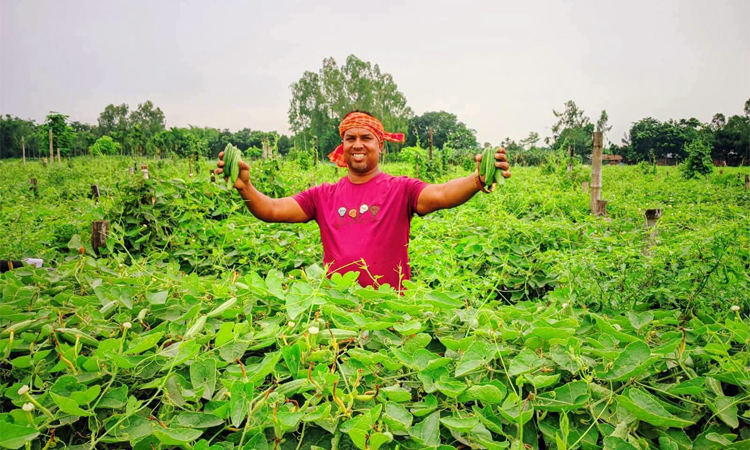 বীরগঞ্জে দেশি পটল চাষে সফল কৃষক আব্দুর রহিম