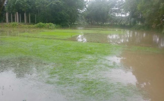 পটুয়াখালীতে টানা বৃষ্টিতে ক্ষতিগ্রস্ত কৃষক