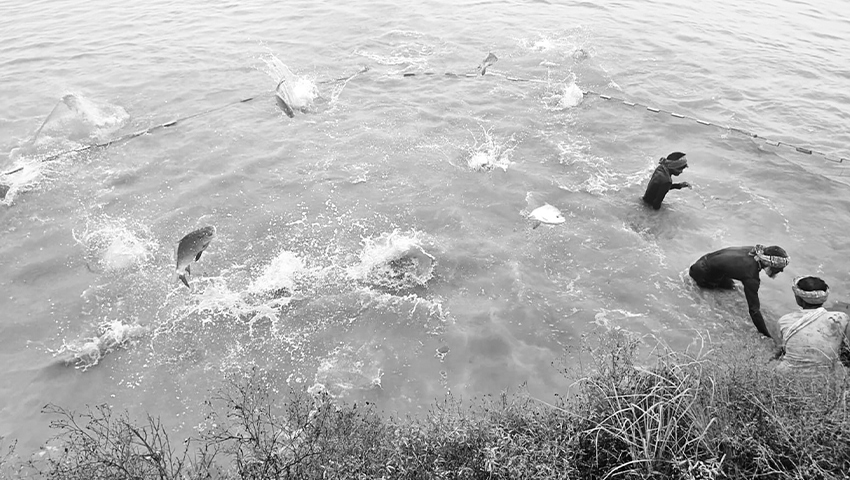 রাজশাহীতে মাছ চাষে বিপ্লব, দৈনিক বিক্রি ২০ কোটি টাকা