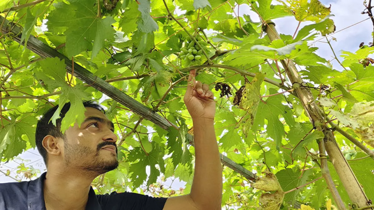 তিতাসে আঙুর চাষে খুললো সম্ভাবনার দুয়ার