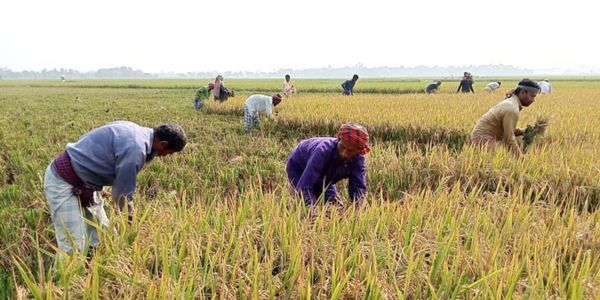 বৈশাখের প্রথম দিন থেকে ফসল ঘরে তুলছেন কৃষকরা
