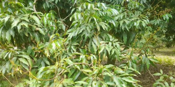 তীব্র খরায় ঝরছে গুটি, শঙ্কায় লিচু চাষিরা