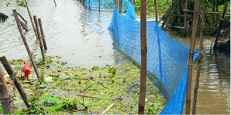 ফেনীতে বন্যায়  মাছ চাষিদের ভাগ্য বিপর্যস্ত