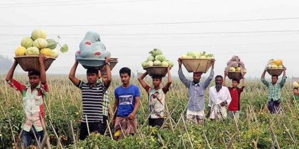 কুমিল্লায় বাঙ্গি চাষ করে স্বাবলম্বী হয়েছেন অনেক কৃষক