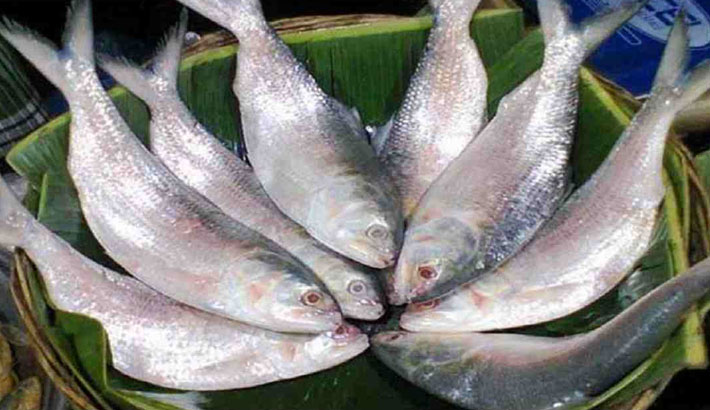 বরগুনার বেড়েছে ইলিশ আহরণের পরিমাণ