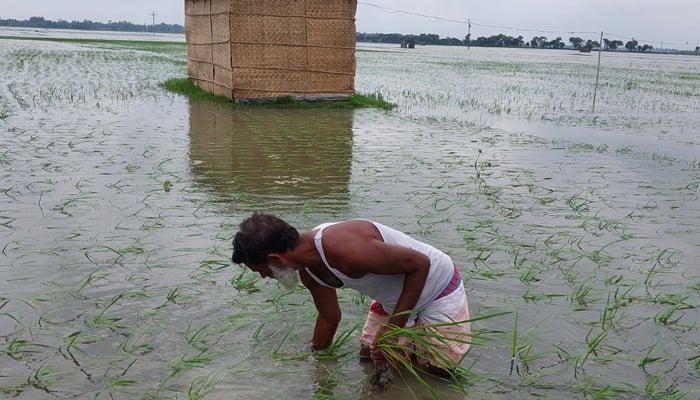 বন্যায় ক্ষতিগ্রস্ত চাষীদের ধান ও সবজি চারা বিতরণের উদ্যোগ