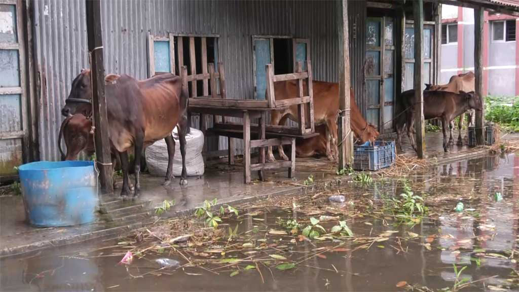 অর্ধলক্ষ গবাদিপশুর প্রাণ নিয়ে গেছে বন্যা