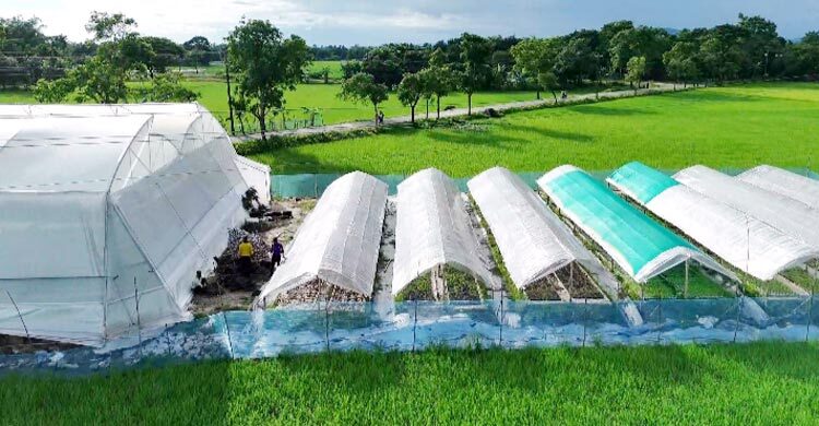 চারা পেয়ে ঘুরে দাঁড়ানোর চেষ্টা হাওরাঞ্চলের কৃষকদের