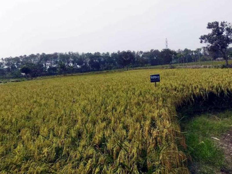 খুলনায় দেশের শ্রেষ্ঠ ২ জাতের ধান চাষে বাম্পার ফলন