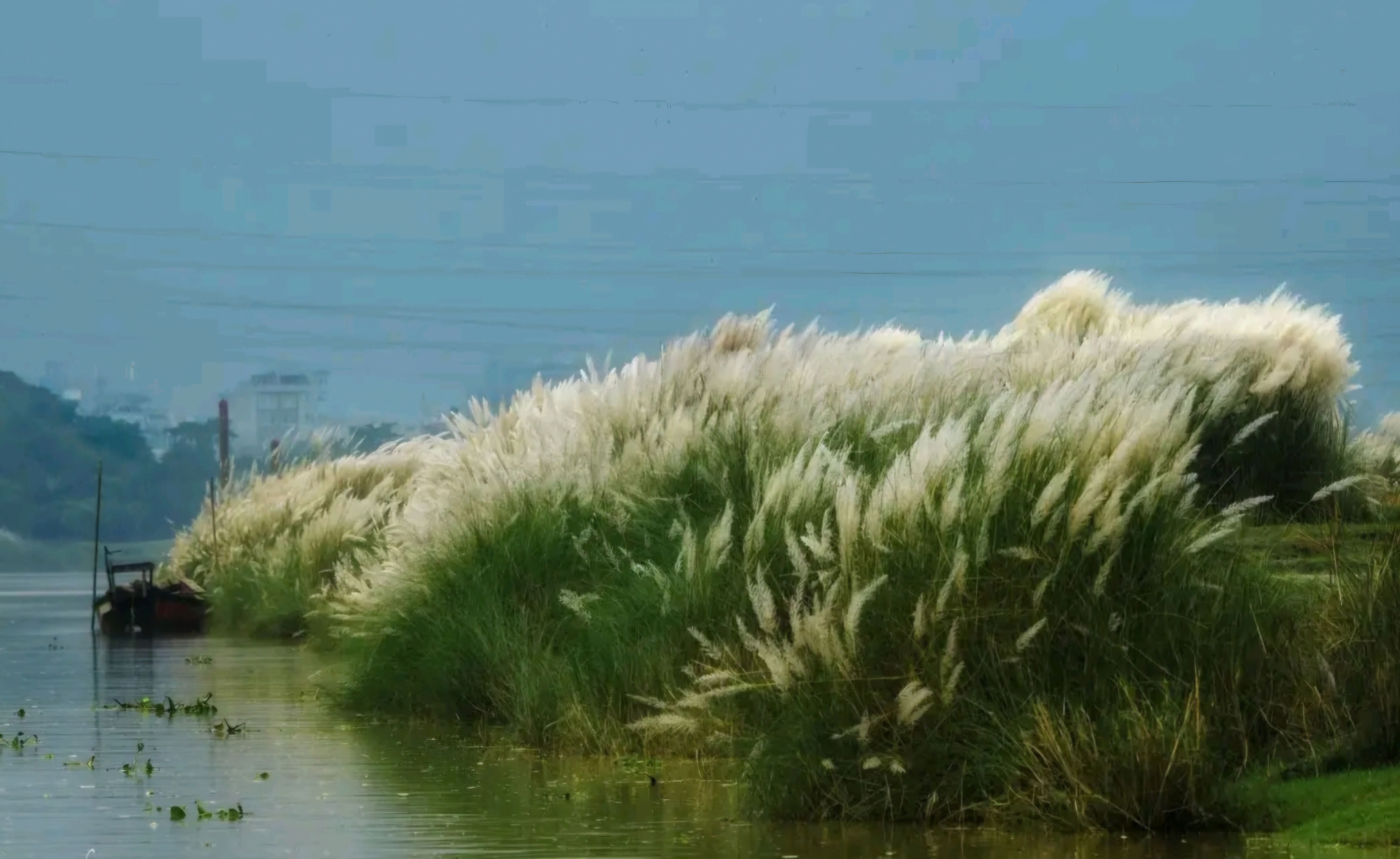 শুভ্র কাশফুলের মায়ায় বাকৃবি