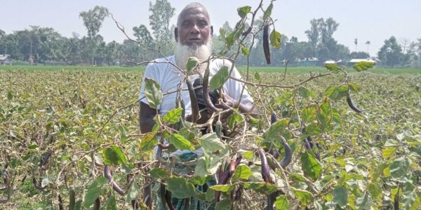 লাভবান হওয়ায় বেগুন চাষে ঝুঁকছেন কৃষকরা