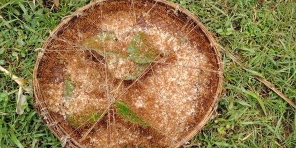 পিঁপড়ার ডিম: মুরগির চেয়ে দাম বেশি