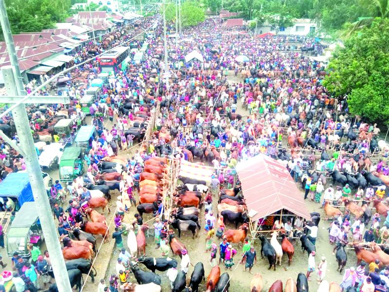 মহাসড়কে গরুর হাট, জনদুর্ভোগ বাড়ছে!