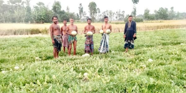 সাতক্ষীরার শ্যামনগরে তরমুজের বাম্পার ফলন