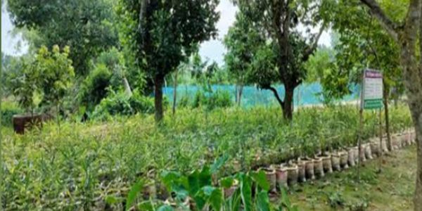 আদা চাষে সাড়া ফেলেছে সাঁথিয়ার কৃষকরা