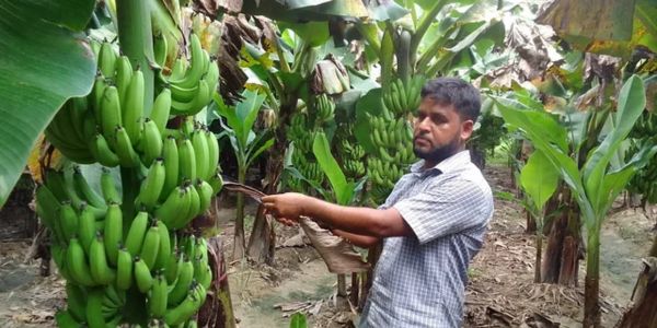 লাখ টাকার চাকরি ছেড়ে দেশে কৃষি উদ্যোক্তা