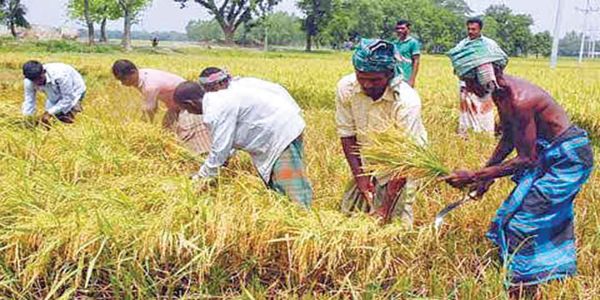 ৪২ লাখ কৃষককে প্রণোদনা দিচ্ছে সরকার