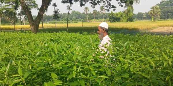 ফরিদপুরে কৃষক মুক্তার মোল্যার পাট চাষ