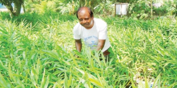 কম খরচে অধিক লাভ: আদা চাষ