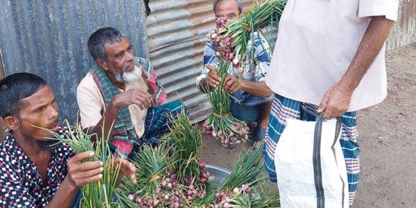 দেওয়ানগঞ্জে নতুন পেঁয়াজের উৎপাদন বাড়ছে