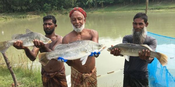 পটুয়াখালীতে কৃত্রিম খাদ্যে কোরাল মাছ উৎপাদন