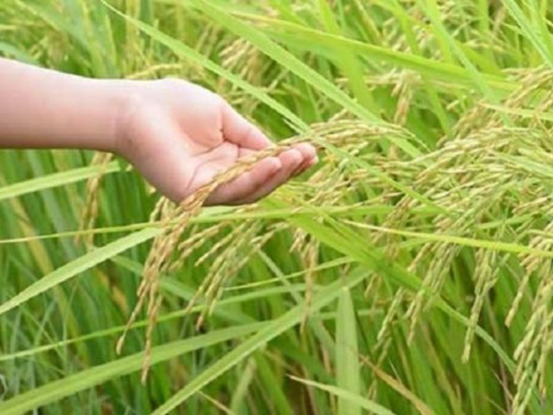চিতলমারীতে ডায়াবেটিক রোগীর উপযোগী ধান উৎপাদন
