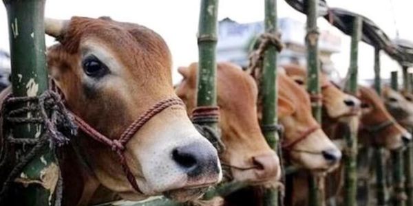 পটিয়ায় ১৮টি গরু চুরি, তদন্ত চলছে