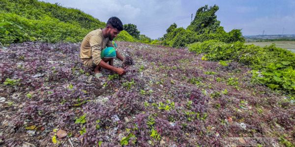 মাতুয়াইলে ময়লার ভাগাড়ে সবজি চাষ চলছে