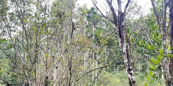 পোকার কারণে জুড়ীর কমলা গাছ মরছে দ্রুত