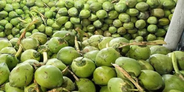 ছোট ডাবও বিক্রি হচ্ছে একশ’র ওপরে