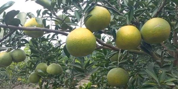 রাজবাড়ীতে সফলভাবে পাকিস্তানি মালটা চাষ