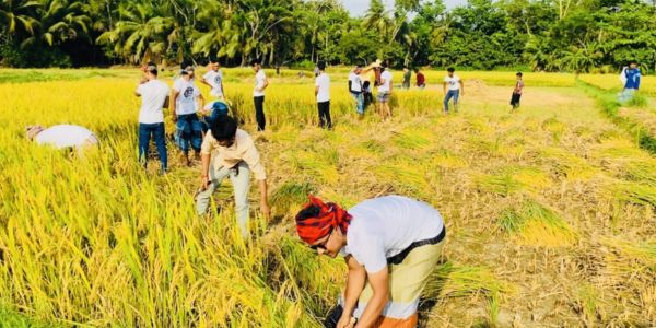 নোয়াখালীতে কৃষকের ধান কেটে দিয়েছেন ছাত্রলীগ কর্মীরা