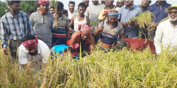 বাগেরহাটে কৃষকের ধান কেটে দিলেন বিএনপির নেতাকর্মী