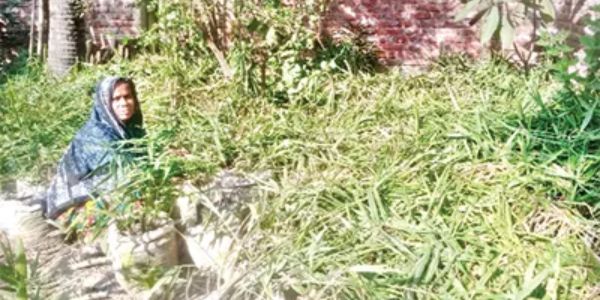 লালপুরে বস্তায় আদা চাষ করে স্বাবলম্বী মুর্শিদা