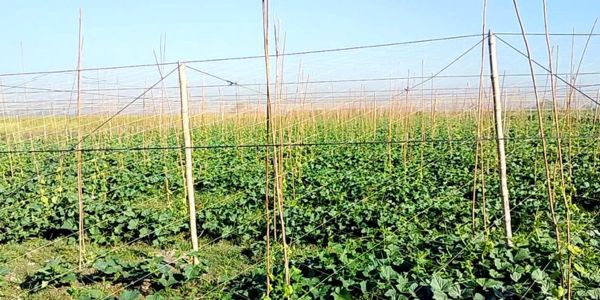 কৃষি বিভাগের সহযোগিতা ছাড়াই চলছে চাষাবাদ