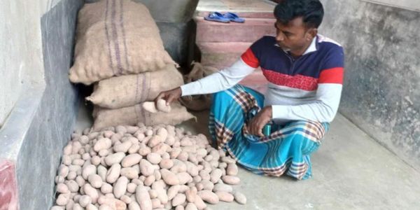 প্রদর্শনী ক্ষেতের জন্য মানহীন বীজ বিতরণ