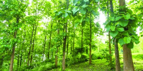 বন কার্যালয়ের ১০০ গজেই ১৩ সেগুনগাছ সাবাড়