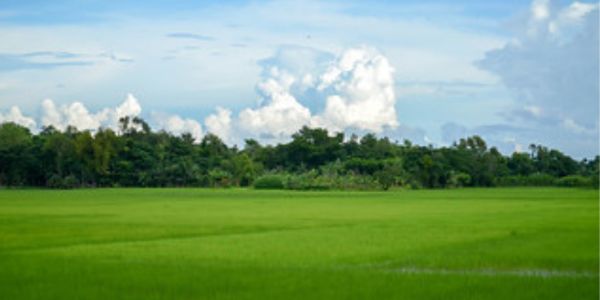 সুরমা নদীর চরগুলোতে চলছে সবজি চাষ