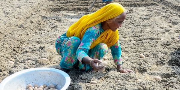 শীত মৌসুমে নারীদের কৃষিতে অংশগ্রহণ বাড়ছে