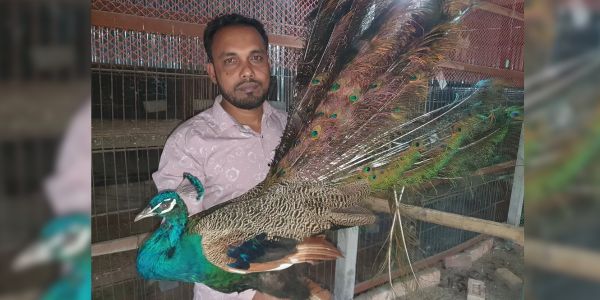 জাহাঙ্গীরের খামারে এক জোড়া মুরগির দাম লাখ টাকা