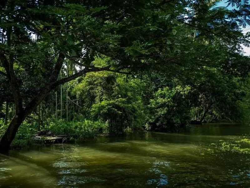পরিত্রাণ পেতে জলাভূমি ও সবুজ পরিধি বাড়াতে হবে