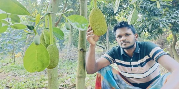 বারোমাসি কাঁঠাল চাষে সফল গাজীপুরের সবুজ
