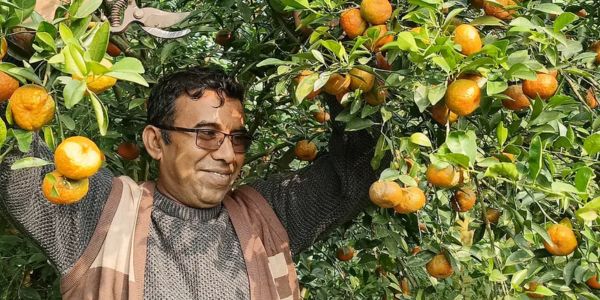 সখীপুরের মাটিতে দার্জিলিং কমলা চাষের চার বছর পর ভালো ফলন পেলেন নজরুল